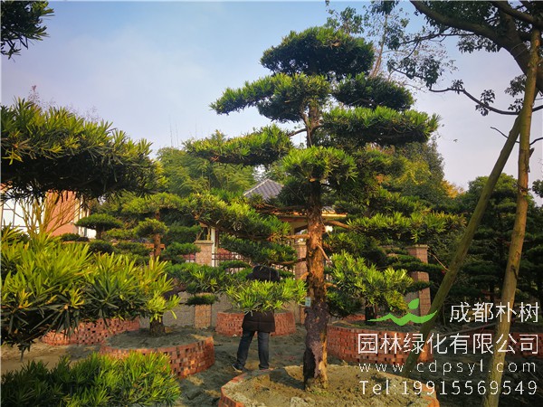 罗汉松苗怎么为以后的盆景造型做准备？